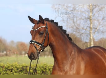 Hanoverian, Mare, 5 years, 16.1 hh, Brown