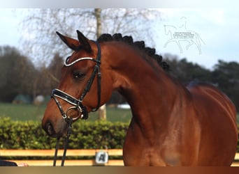 Hanoverian, Mare, 5 years, 16.1 hh, Brown