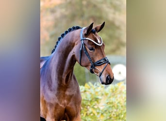 Hanoverian, Mare, 5 years, 16,1 hh, Brown