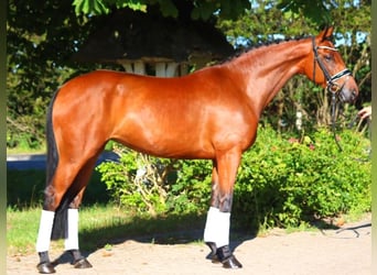 Hanoverian, Mare, 5 years, 16,1 hh, Brown