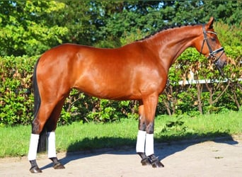 Hanoverian, Mare, 5 years, 16,1 hh, Brown