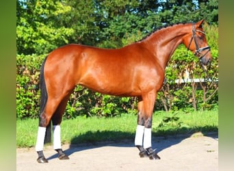 Hanoverian, Mare, 5 years, 16,1 hh, Brown