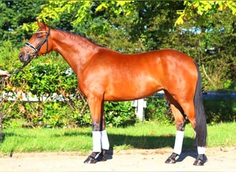 Hanoverian, Mare, 5 years, 16,1 hh, Brown