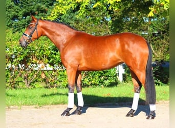 Hanoverian, Mare, 5 years, 16,1 hh, Brown