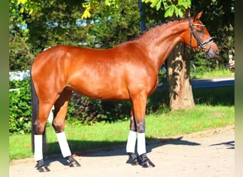 Hanoverian, Mare, 5 years, 16,1 hh, Brown