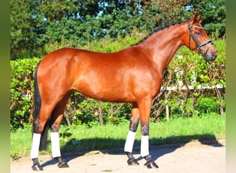 Hanoverian, Mare, 5 years, 16,1 hh, Brown