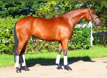 Hanoverian, Mare, 5 years, 16,1 hh, Brown