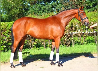 Hanoverian, Mare, 5 years, 16,1 hh, Brown