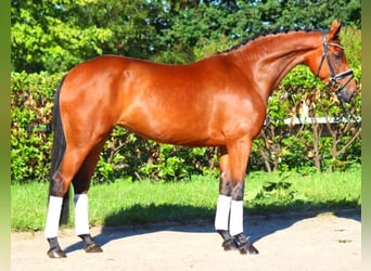 Hanoverian, Mare, 5 years, 16,1 hh, Brown