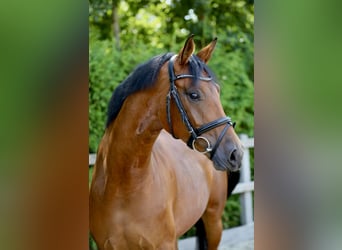 Hanoverian, Mare, 5 years, 16,1 hh, Brown