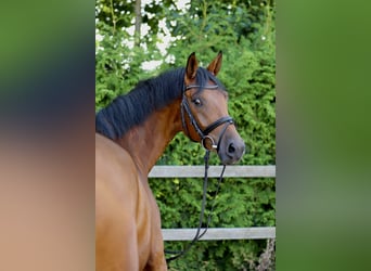 Hanoverian, Mare, 5 years, 16.1 hh, Brown