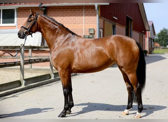 Hanoverian, Mare, 5 years, 16.1 hh, Brown