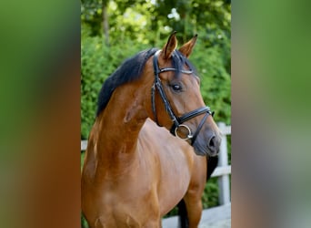 Hanoverian, Mare, 5 years, 16.1 hh, Brown