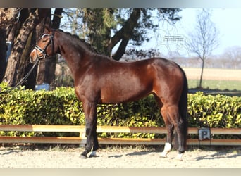 Hanoverian, Mare, 5 years, 16.1 hh, Brown