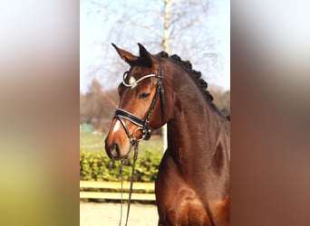 Hanoverian, Mare, 5 years, 16.1 hh, Brown