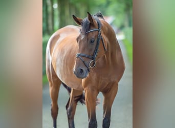 Hanoverian, Mare, 5 years, 16,1 hh, Brown