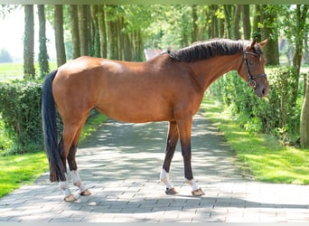 Hanoverian, Mare, 5 years, 16,1 hh, Brown