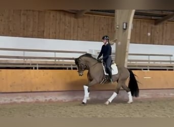 Hanoverian, Mare, 5 years, 16.1 hh, Brown