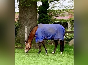 Hanoverian, Mare, 5 years, 16.1 hh, Brown