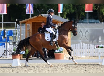 Hanoverian, Mare, 5 years, 16,1 hh, Brown