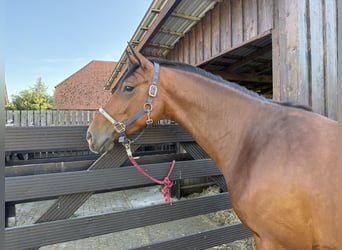 Hanoverian, Mare, 5 years, 16.1 hh, Brown