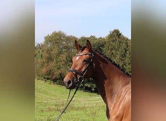 Hanoverian, Mare, 5 years, 16,1 hh, Brown