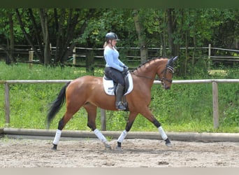 Hanoverian, Mare, 5 years, 16.1 hh, Brown