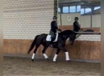 Hanoverian, Mare, 5 years, 16.1 hh, Brown