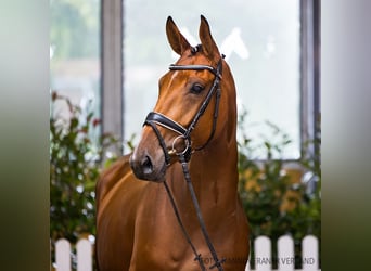 Hanoverian, Mare, 5 years, 16,1 hh, Brown