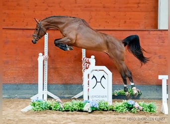 Hanoverian, Mare, 5 years, 16.1 hh, Brown