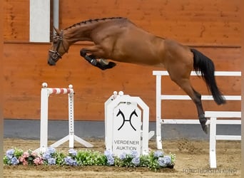 Hanoverian, Mare, 5 years, 16,1 hh, Brown