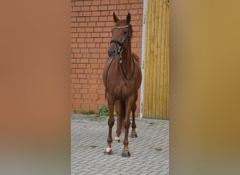 Hanoverian, Mare, 5 years, 16.1 hh, Chestnut