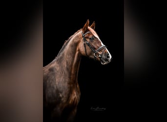 Hanoverian, Mare, 5 years, 16.1 hh, Chestnut