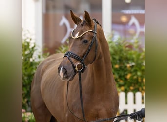 Hanoverian, Mare, 5 years, 16.1 hh, Chestnut