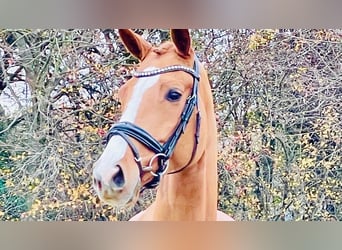 Hanoverian, Mare, 5 years, 16.1 hh, Chestnut-Red