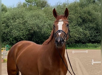 Hanoverian, Mare, 5 years, 16.1 hh, Chestnut-Red