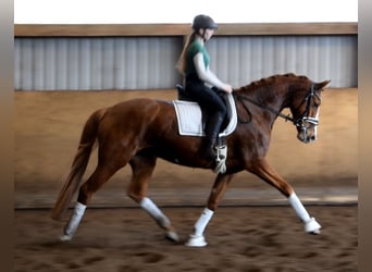 Hanoverian, Mare, 5 years, 16.1 hh, Chestnut-Red