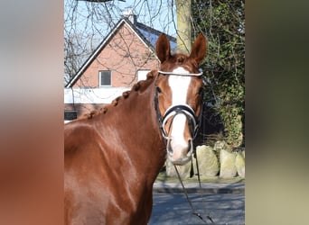 Hanoverian, Mare, 5 years, 16.1 hh, Chestnut-Red