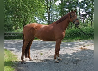 Hanoverian, Mare, 5 years, 16,1 hh, Chestnut-Red