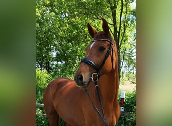 Hanoverian, Mare, 5 years, 16,1 hh, Chestnut-Red