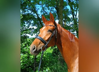 Hanoverian, Mare, 5 years, 16,1 hh, Chestnut-Red