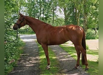 Hanoverian, Mare, 5 years, 16,1 hh, Chestnut-Red