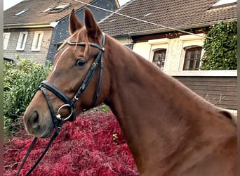 Hanoverian, Mare, 5 years, 16,1 hh, Chestnut-Red