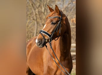 Hanoverian, Mare, 5 years, 16,1 hh, Chestnut-Red