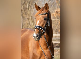 Hanoverian, Mare, 5 years, 16,1 hh, Chestnut-Red