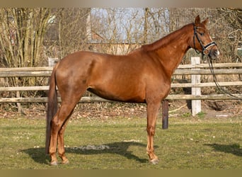 Hanoverian, Mare, 5 years, 16,1 hh, Chestnut-Red