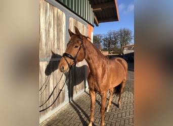 Hanoverian, Mare, 5 years, 16,1 hh, Chestnut-Red