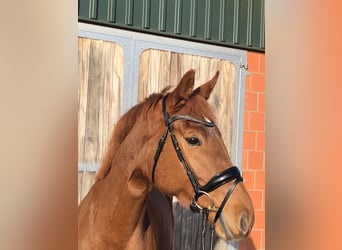 Hanoverian, Mare, 5 years, 16,1 hh, Chestnut-Red