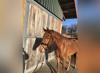 Hanoverian, Mare, 5 years, 16,1 hh, Chestnut-Red