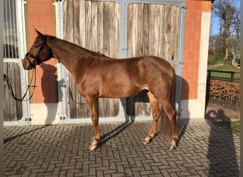 Hanoverian, Mare, 5 years, 16,1 hh, Chestnut-Red